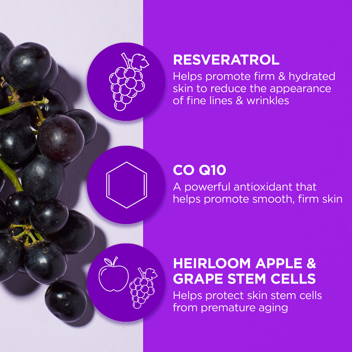 Age Defying Resveratrol Q10 Night Repair Cream - Andalou Naturals US
