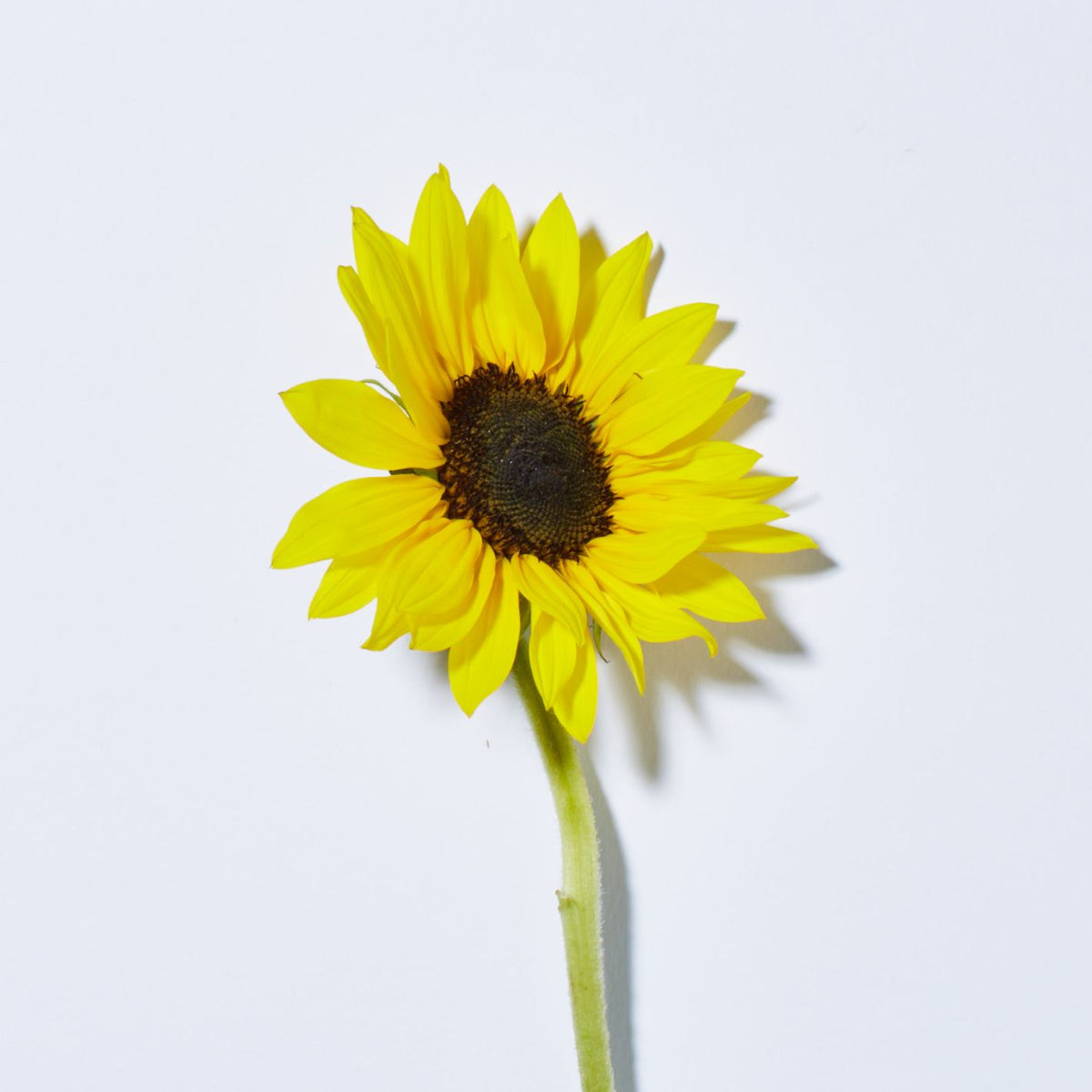 Sunflower & Citrus Brilliant Shine Hair Spray - Andalou Naturals US