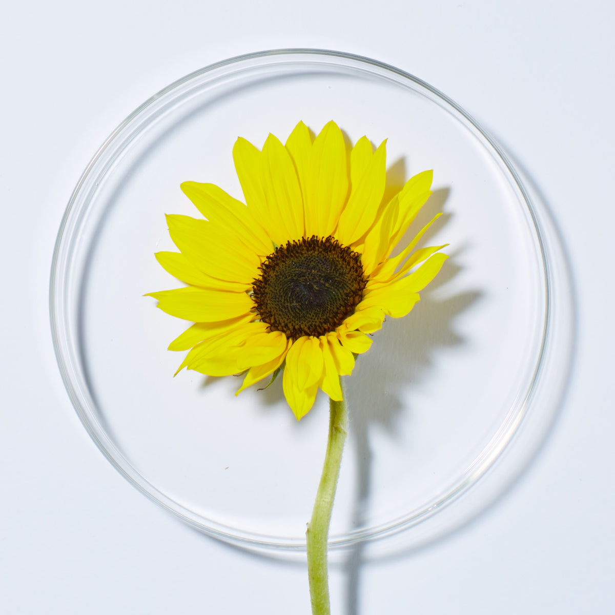 Sunflower & Citrus Brilliant Shine Conditioner - Andalou Naturals US
