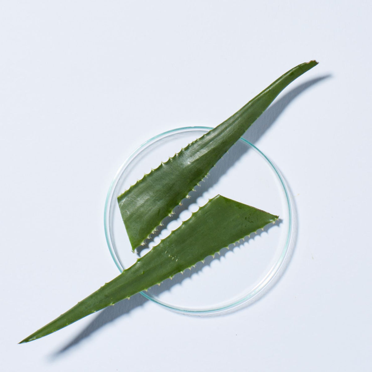 Exotic Marula Oil Silky Smooth Conditioner - Andalou Naturals US