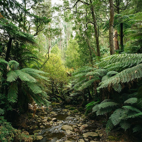 Clean vs. Natural Beauty - Why We Prefer Natural