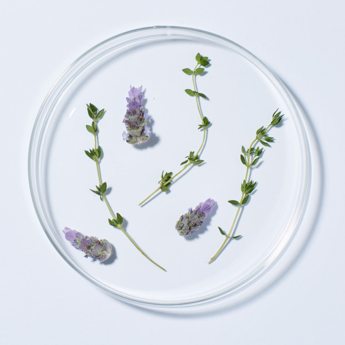 Botanical Deodorant - Lavender Thyme - Andalou Naturals US