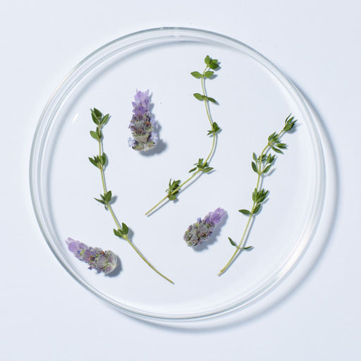 Lavender Hand Lotion Cream