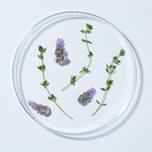 Lavender Thyme Refreshing Body Lotion